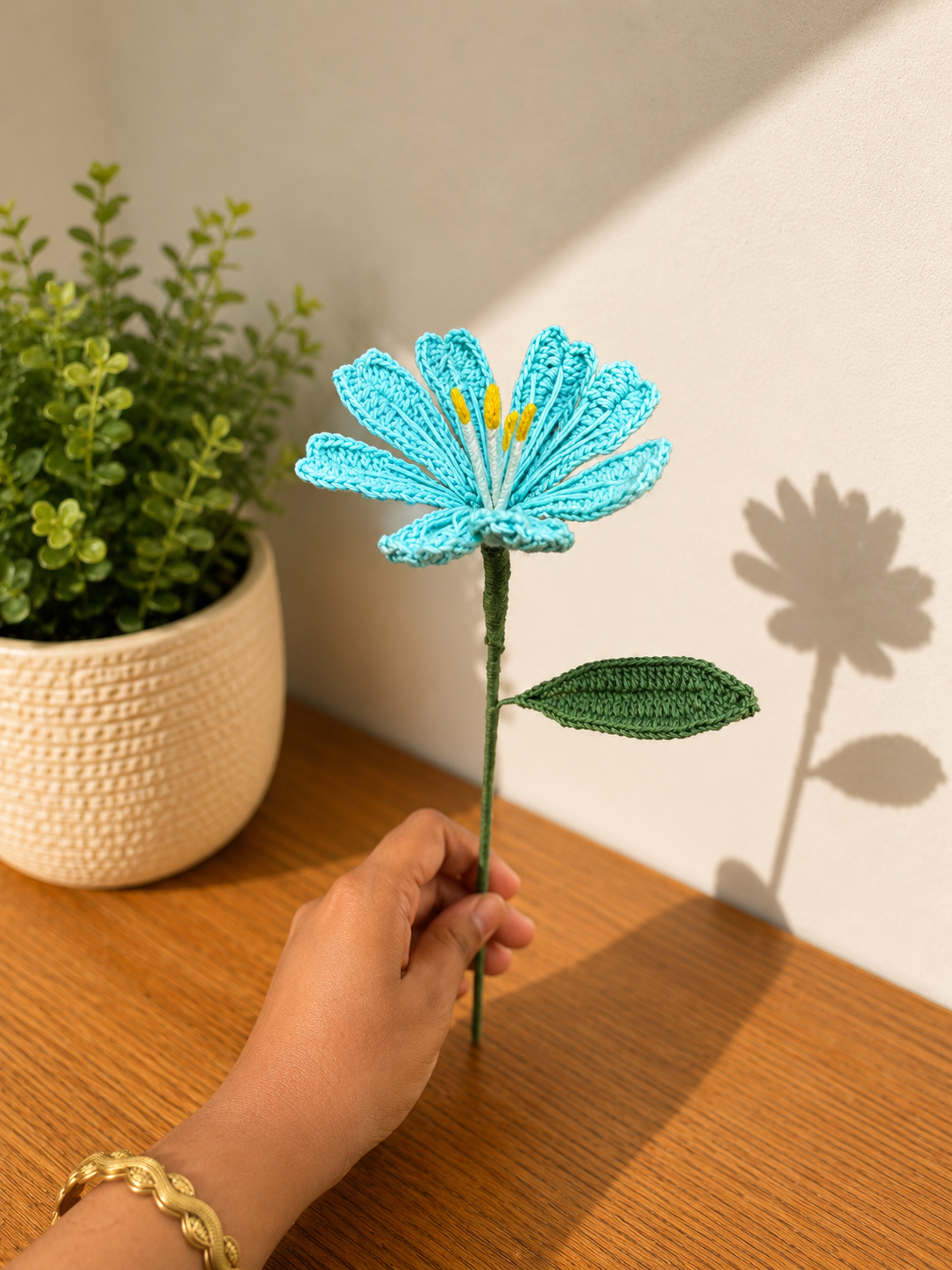 Sky bloom Daisy